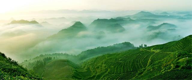贵州是全国唯一兼具低纬度、高海拔、少日照、多云雾、无污染的全境高原茶区。