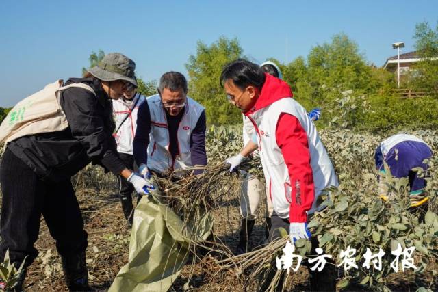 广东湛江红树林国家级自然保护区开展鱼藤清理。