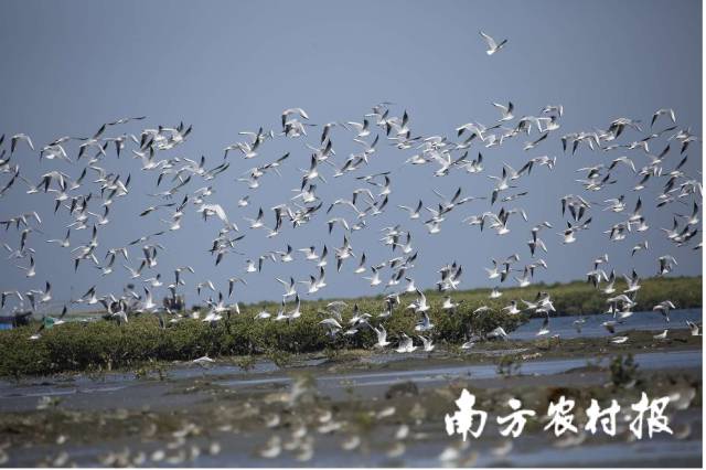 湛江红树林保护区水鸟翔集。