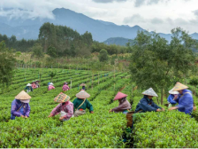 游茶园、鉴茶香，在三圣红享受慢时光｜英德红茶头采系列专场⑦
