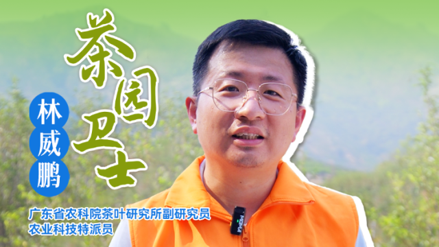 茶园卫士林威鹏：茶园间作广金钱草技术（下）| 农技先锋行