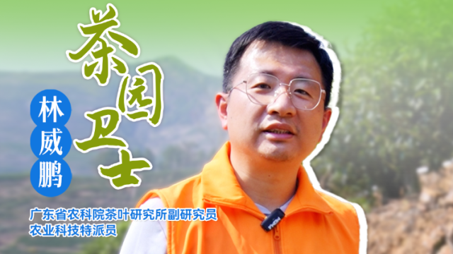 茶园卫士林威鹏：茶园间作广金钱草技术（上）| 农技先锋行