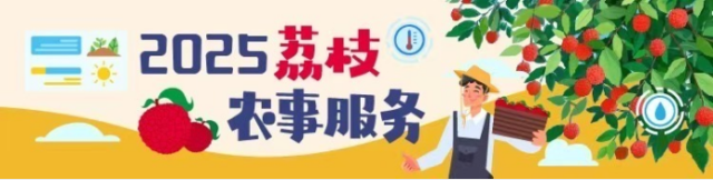 “强对流”组团搞突袭！这份广东荔枝保果秘籍请收好