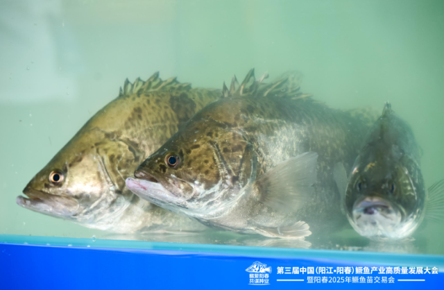 2024年阳春鳜鱼全产业链产值超30亿元。
