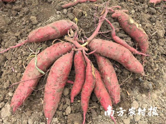 甘薯優(yōu)質(zhì)新品種,。