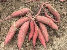 亩产2500斤！茂名高州甘园村种植甘薯新品种增产50%