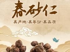 春砂仁：广东人的“高丽参” | 探秘广东三宝