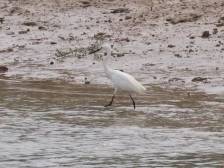 趣探望牛墩｜@演员李现：这里“打鸟”包出片（附视频）
