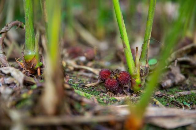 成熟的春砂仁。