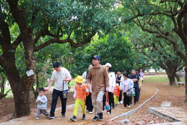 亲子家庭漫步茂名高州万亩荔枝林。