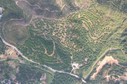 在省农科院果树所的指导下，高州南塘镇果园完成了宜机化改造。