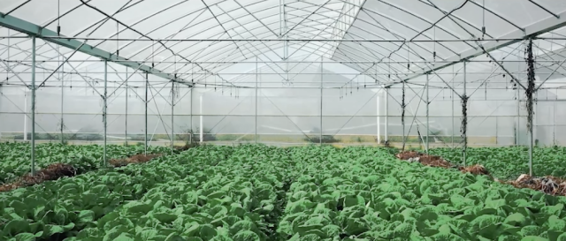 白马村内的果蔬大棚种植基地。 白马村内的果蔬大棚种植基地。