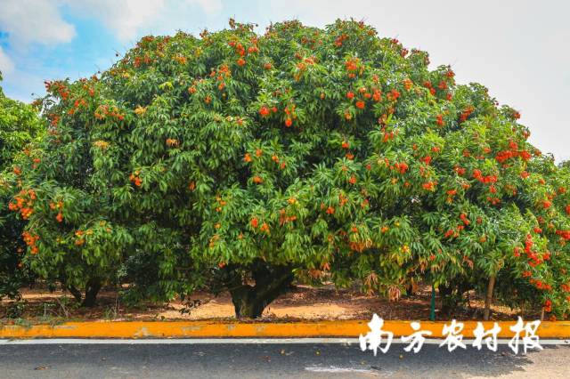 在遂溪乌塘定制一棵仙品荔