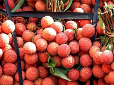 茂名“果香军团”来袭！岭南风味即将飘香2025食博会•预博会和农博会