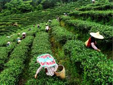 龙川“稻香”铺就振兴路 紫金茶韵绘就共富图|周看河源“百千万”
