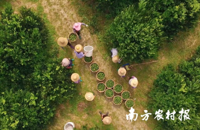 “真產(chǎn)地,、真年份,、真品質(zhì)”是廣東三寶的核心理念。