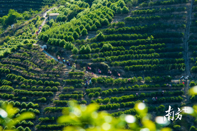 潮州市委宣传部供图。 潮州市委宣传部供图。