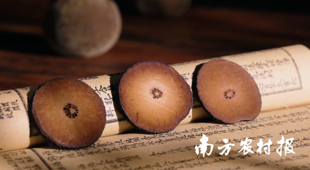 “廣東三寶”之化橘紅