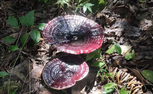 龙仙镇富夫家庭农场仿野生种植的灵芝