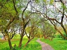 守护“绿色财富”！梅县区1300株古树有了“身份证”和专属管家