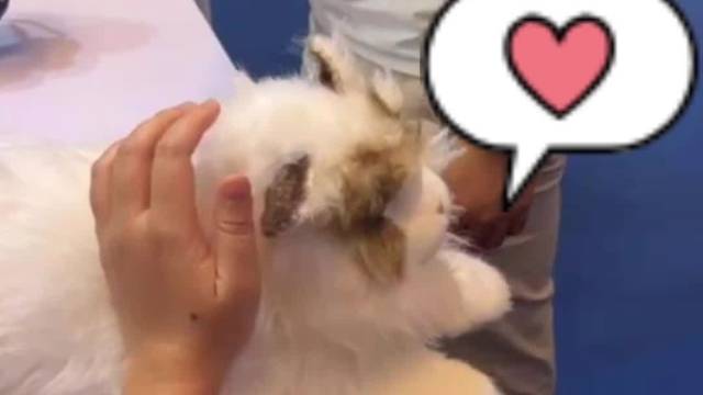 硬控外国大哥！在广交会纵享撸“猫”撸“狗”的快乐