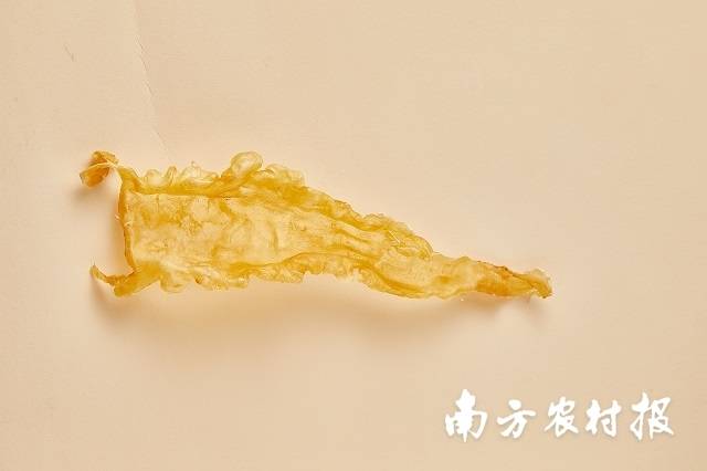 鱈魚膠