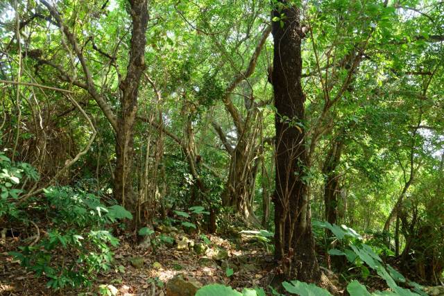 深圳坝光银叶树湿地园内花榈木生境  