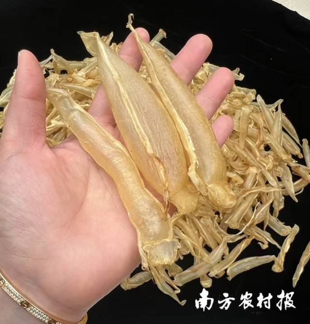 金龍膠