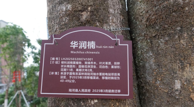 陆河：党建引领“生态迁徙” 华润楠拯救行动见证绿美广东新实践