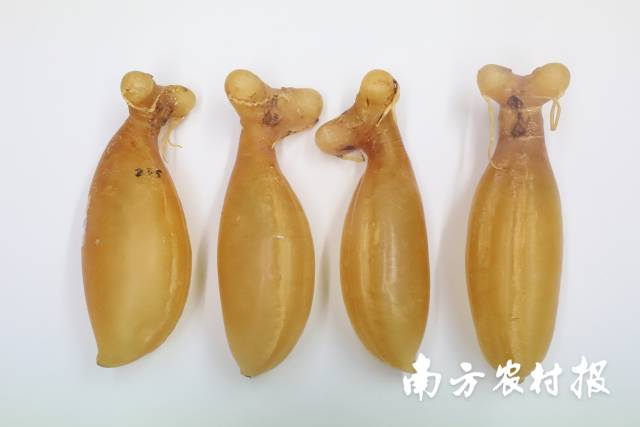 蜘蛛膠 