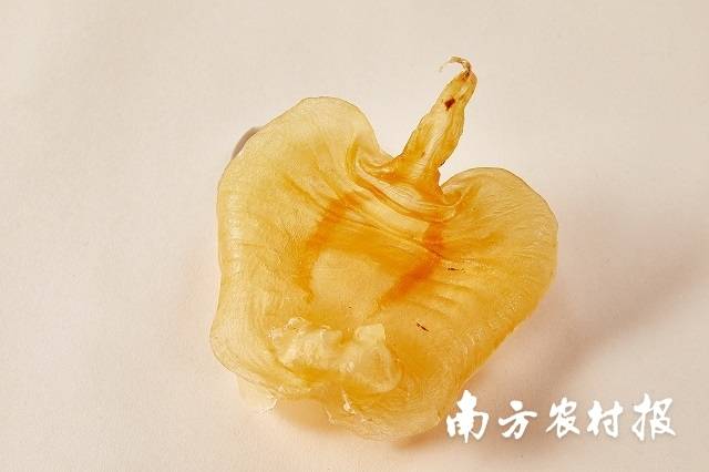 赤嘴鳘魚膠 
