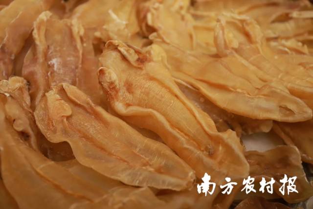 北海膠