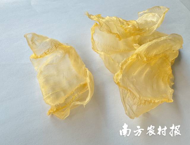 南亞紅魚膠