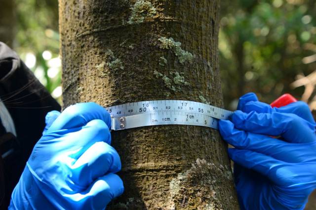 科研人员在测量花榈木的胸径  