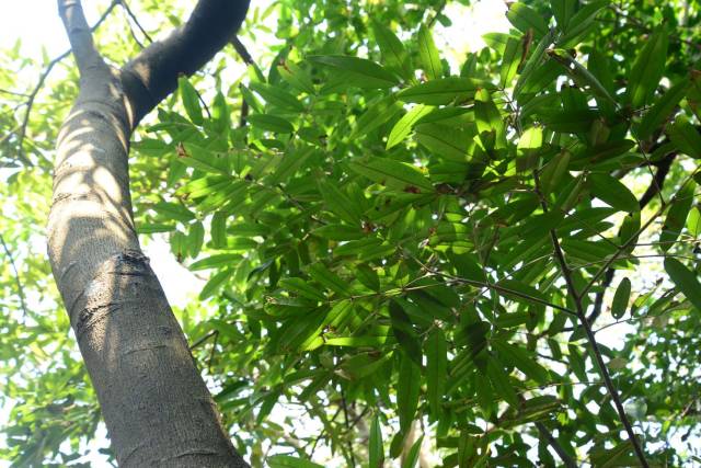 花榈木成年植株  