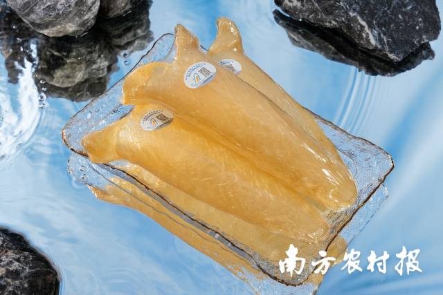 黃魚膠