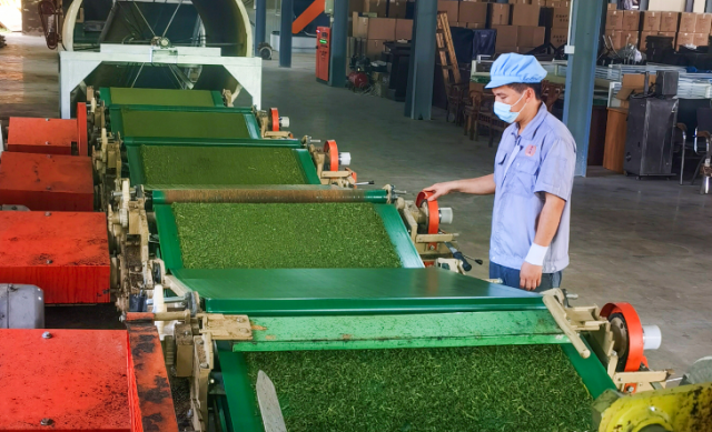 农业保险为英德红茶产业提供坚实保障