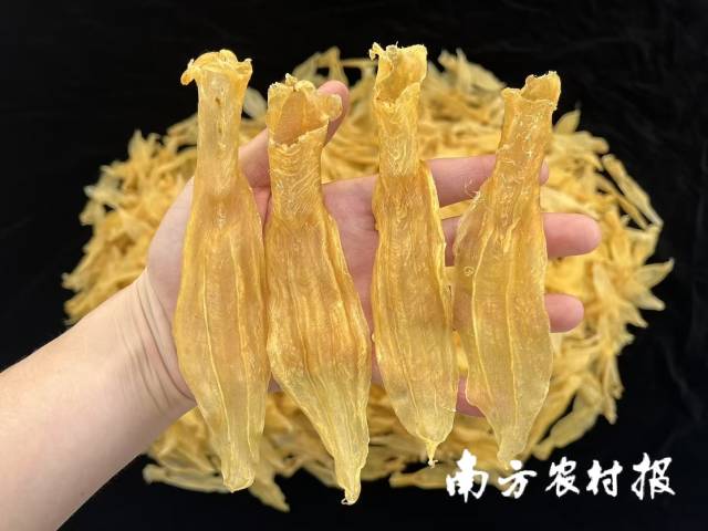 白花膠