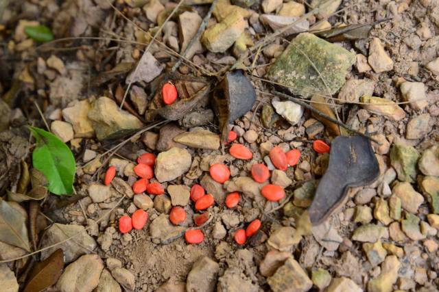 花榈木种群分布地收集到的种子 