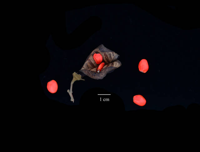 花榈木的荚果和种子