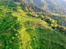 客家炒绿再闯新路 剑指广东绿茶标杆