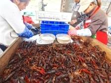 “一水双收”，韶关浈江这张乡村振兴名片闪亮粤港澳大湾区