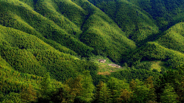 仁化县享有“中国毛竹之乡”美誉，竹林面积超42万亩