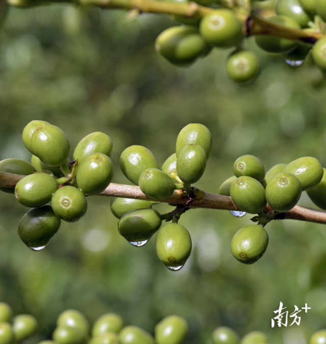 木姜子。图源网络