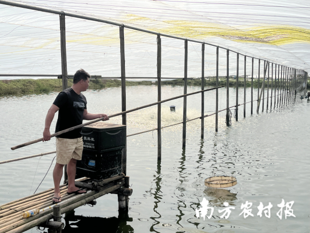 江门新会全面铺开政策性农险，为2.4万户农户提供保障超11亿元