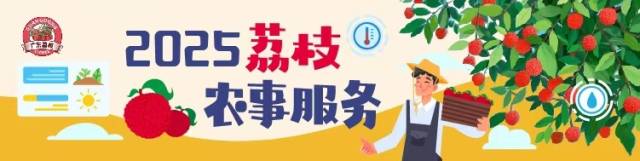 从化荔枝正值开花坐果期，专家建议进行药物、施肥和环割保果
