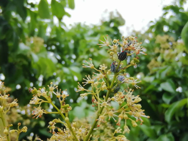 蝽蟓若虫危害荔枝花穗。