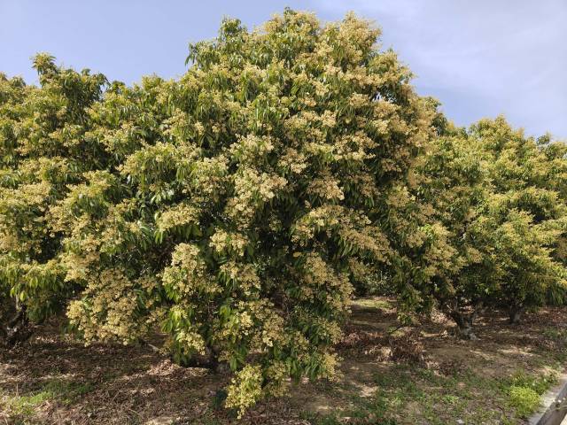 从化荔枝正值开花坐果期。