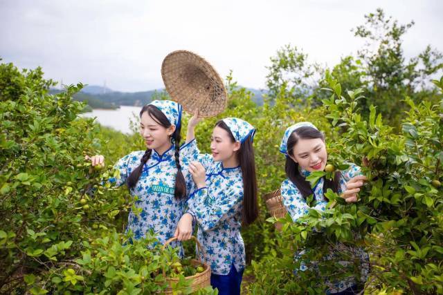 河源是广东第一油茶产区。