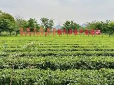 英德红茶荣誉+1！英九庄园获广东省博士工作站称号